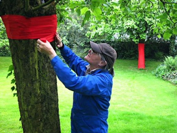 2010_9_Soft Cover_Textile bandages on quince tree_work in process_gARTen_Kunstintervention in Binninger Gärten_180a